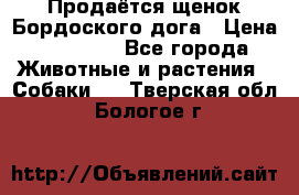 Продаётся щенок Бордоского дога › Цена ­ 37 000 - Все города Животные и растения » Собаки   . Тверская обл.,Бологое г.